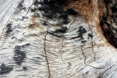 Photographie intitulée "L'arbre brûlé." par Janie B., Œuvre d'art originale, Photographie numérique