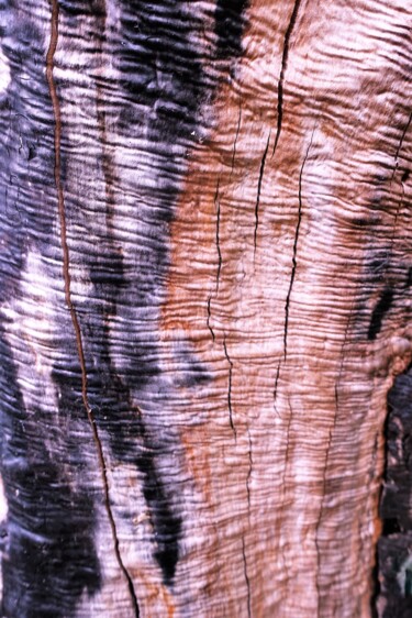 Fotografie getiteld "L'arbre brûlé - 2 -" door Janie B., Origineel Kunstwerk, Digitale fotografie