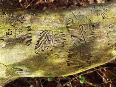 Photographie intitulée "Tronc d'arbre mort…" par Janie B., Œuvre d'art originale, Photographie numérique