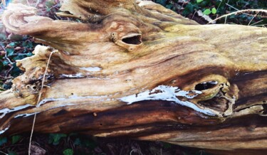 Fotografia zatytułowany „Arbre mort expressif” autorstwa Janie B., Oryginalna praca, Fotografia cyfrowa