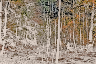 Photography titled "FOREST BRONZE" by Janos Gardonyi, Original Artwork, Digital Photography