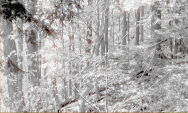 Photography titled "WHITE FOREST" by Janos Gardonyi, Original Artwork