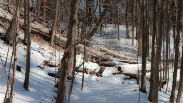 Photography titled "FOREST WINTER" by Janos Gardonyi, Original Artwork