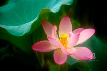 "Lotus #47" başlıklı Fotoğraf Janos Sison tarafından, Orijinal sanat