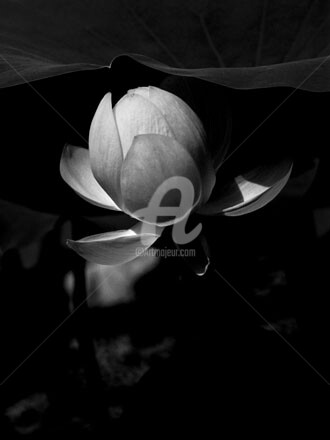 Photography titled "Lotus #105" by Janos Sison, Original Artwork