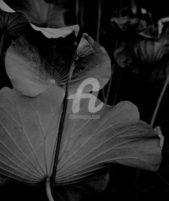 Photographie intitulée "Lotus #10" par Janos Sison, Œuvre d'art originale