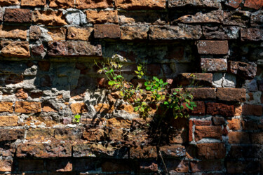 Фотография под названием "Brick Wall study 3" - Jarek Rufer, Подлинное произведение искусства, Цифровая фотография
