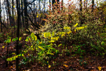 Фотография под названием "Following Autumn 2" - Jarek Rufer, Подлинное произведение искусства, Цифровая фотография