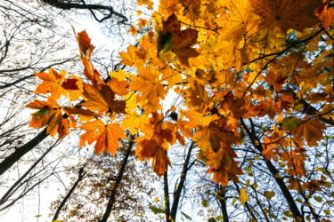 Фотография под названием "Following Autumn 3" - Jarek Rufer, Подлинное произведение искусства, Цифровая фотография