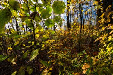 Photographie intitulée "Following Autumn 4" par Jarek Rufer, Œuvre d'art originale, Photographie numérique