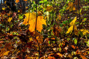 Photographie intitulée "Following Autumn 5" par Jarek Rufer, Œuvre d'art originale, Photographie numérique