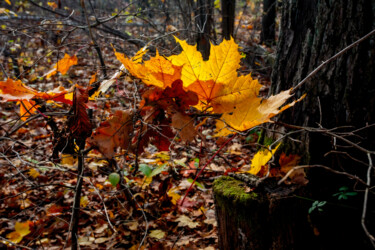 Фотография под названием "Following Autumn 6" - Jarek Rufer, Подлинное произведение искусства, Цифровая фотография
