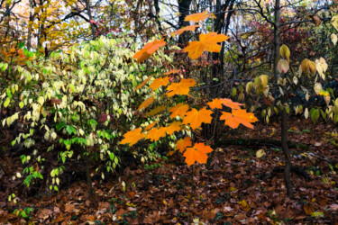 Фотография под названием "Following Autumn 7" - Jarek Rufer, Подлинное произведение искусства, Цифровая фотография