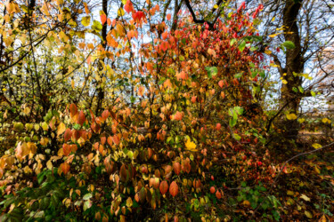 Фотография под названием "Following Autumn 8" - Jarek Rufer, Подлинное произведение искусства, Цифровая фотография