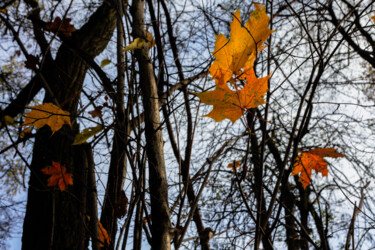 Photography titled "Following Autumn 10" by Jarek Rufer, Original Artwork, Digital Photography