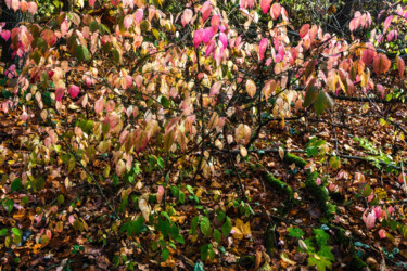 Фотография под названием "Following Autumn 9" - Jarek Rufer, Подлинное произведение искусства, Цифровая фотография