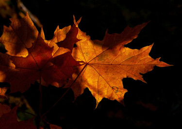 Photography titled "Lanterns of Autumn 2" by Jarek Rufer, Original Artwork, Digital Photography