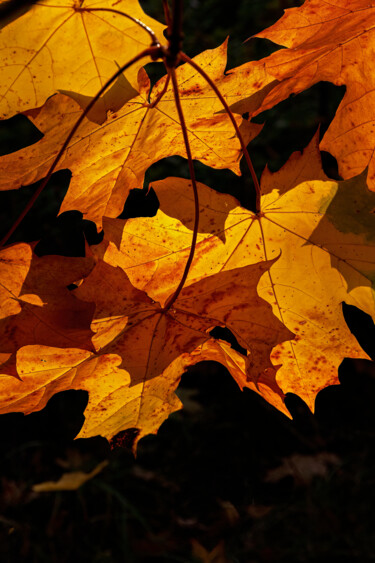 Photography titled "Lanters of Autumn 3" by Jarek Rufer, Original Artwork, Digital Photography