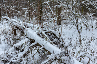 Fotografie mit dem Titel "In the Winter Fores…" von Jarek Rufer, Original-Kunstwerk, Digitale Fotografie