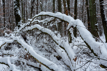 Photographie intitulée "In the Winter Fores…" par Jarek Rufer, Œuvre d'art originale, Photographie numérique