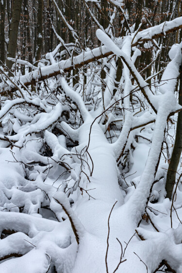 Photographie intitulée "In the Winter Fores…" par Jarek Rufer, Œuvre d'art originale, Photographie numérique