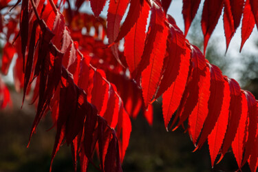 Фотография под названием "The Red Nature 5" - Jarek Rufer, Подлинное произведение искусства, Цифровая фотография