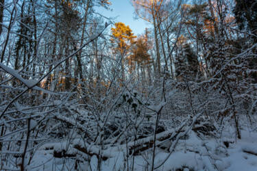 Fotografia zatytułowany „In the Winter Fores…” autorstwa Jarek Rufer, Oryginalna praca, Fotografia cyfrowa