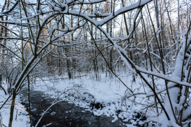 "In the Winter Fores…" başlıklı Fotoğraf Jarek Rufer tarafından, Orijinal sanat, Dijital Fotoğrafçılık