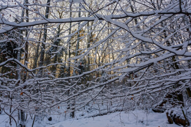 Photographie intitulée "In the Winter Fores…" par Jarek Rufer, Œuvre d'art originale, Photographie non manipulée