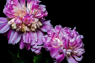 Photographie intitulée "Blooming Paeonies 1" par Jarek Rufer, Œuvre d'art originale, Photographie numérique