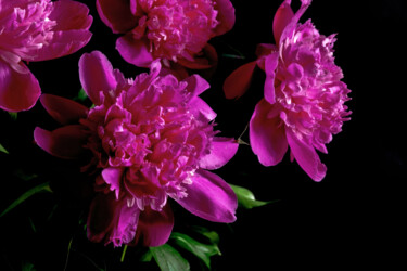 Фотография под названием "Blooming Paeonies 8" - Jarek Rufer, Подлинное произведение искусства, Цифровая фотография