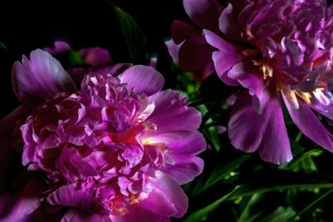 Photographie intitulée "Blooming Paeonies 9" par Jarek Rufer, Œuvre d'art originale, Photographie numérique
