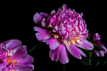 Fotografía titulada "Blooming Paeonies 10" por Jarek Rufer, Obra de arte original, Fotografía no manipulada