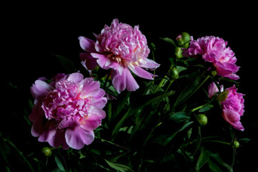 Fotografie getiteld "Blooming Paeonies" door Jarek Rufer, Origineel Kunstwerk, Digitale fotografie