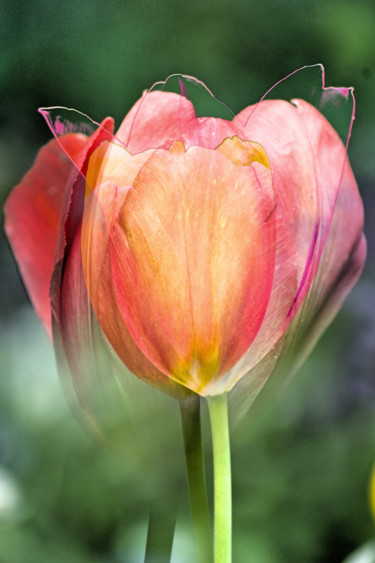Fotografie getiteld "trois tulipes" door Jarek Witkowski, Origineel Kunstwerk, Gemanipuleerde fotografie