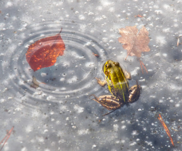 réveil dans la glace Fotografia zatytułowany „réveil dans la glace” autorstwa Jarek Witkowski, Oryginalna praca