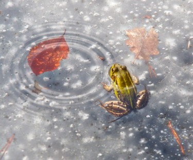 Photography titled "réveil dans la glace" by Jarek Witkowski, Original Artwork