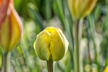 Fotografia intitolato "tulipe jaune" da Jarek Witkowski, Opera d'arte originale