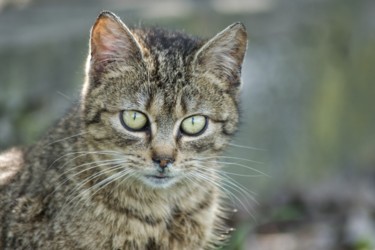 Fotografie getiteld "petit chat à grande…" door Jarek Witkowski, Origineel Kunstwerk