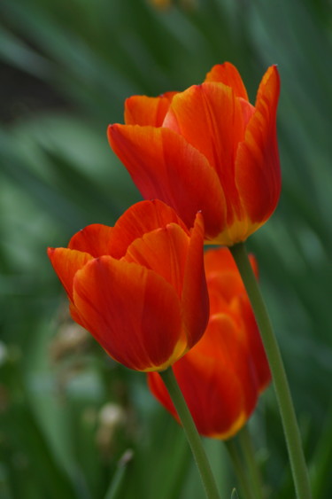 Fotografia zatytułowany „trois tulipes rouges” autorstwa Jarek Witkowski, Oryginalna praca