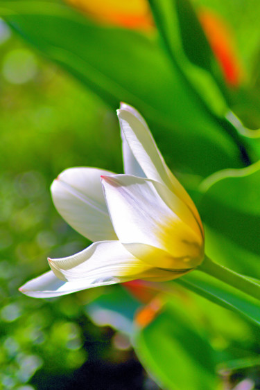 Fotografia zatytułowany „Tulipe blanc-jaune…” autorstwa Jarek Witkowski, Oryginalna praca
