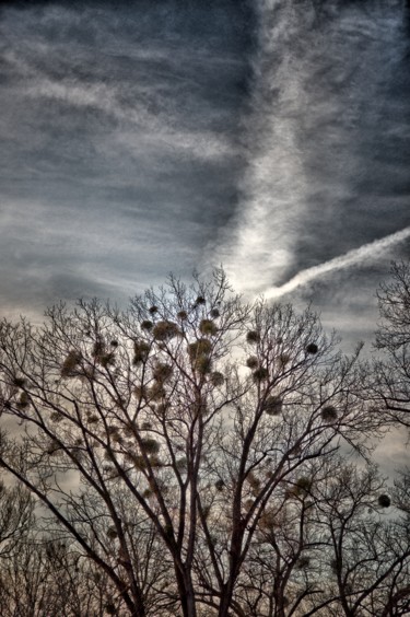 Photographie intitulée "attaque de gui / mi…" par Jarek Witkowski, Œuvre d'art originale