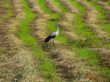 Fotografie getiteld "Chasse à la cigogne…" door Jarek Witkowski, Origineel Kunstwerk