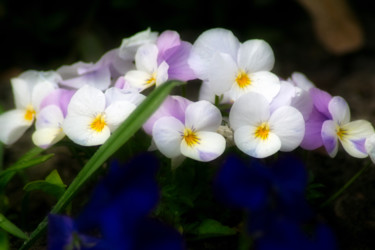 Fotografia intitulada "fleurs de pensées /…" por Jarek Witkowski, Obras de arte originais