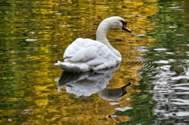 Fotografía titulada "Cygne d'automne /au…" por Jarek Witkowski, Obra de arte original