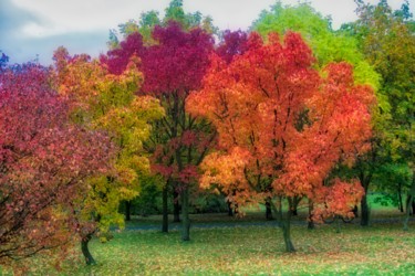 Fotografia intitolato "couleurs d'automne…" da Jarek Witkowski, Opera d'arte originale