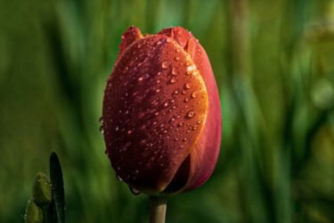 Fotografia intitolato "tulipe humide / wet…" da Jarek Witkowski, Opera d'arte originale