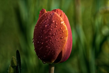 Fotografia zatytułowany „tulipe humide / wet…” autorstwa Jarek Witkowski, Oryginalna praca