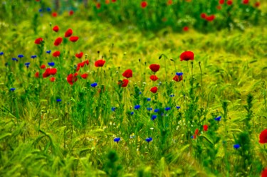 Photography titled "coquelicots rouges…" by Jarek Witkowski, Original Artwork