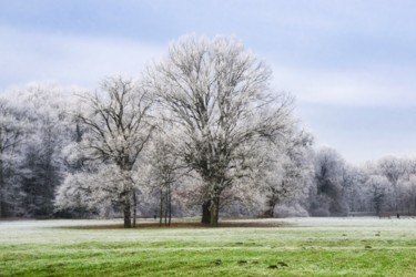 Fotografia zatytułowany „arbre givré / tree…” autorstwa Jarek Witkowski, Oryginalna praca